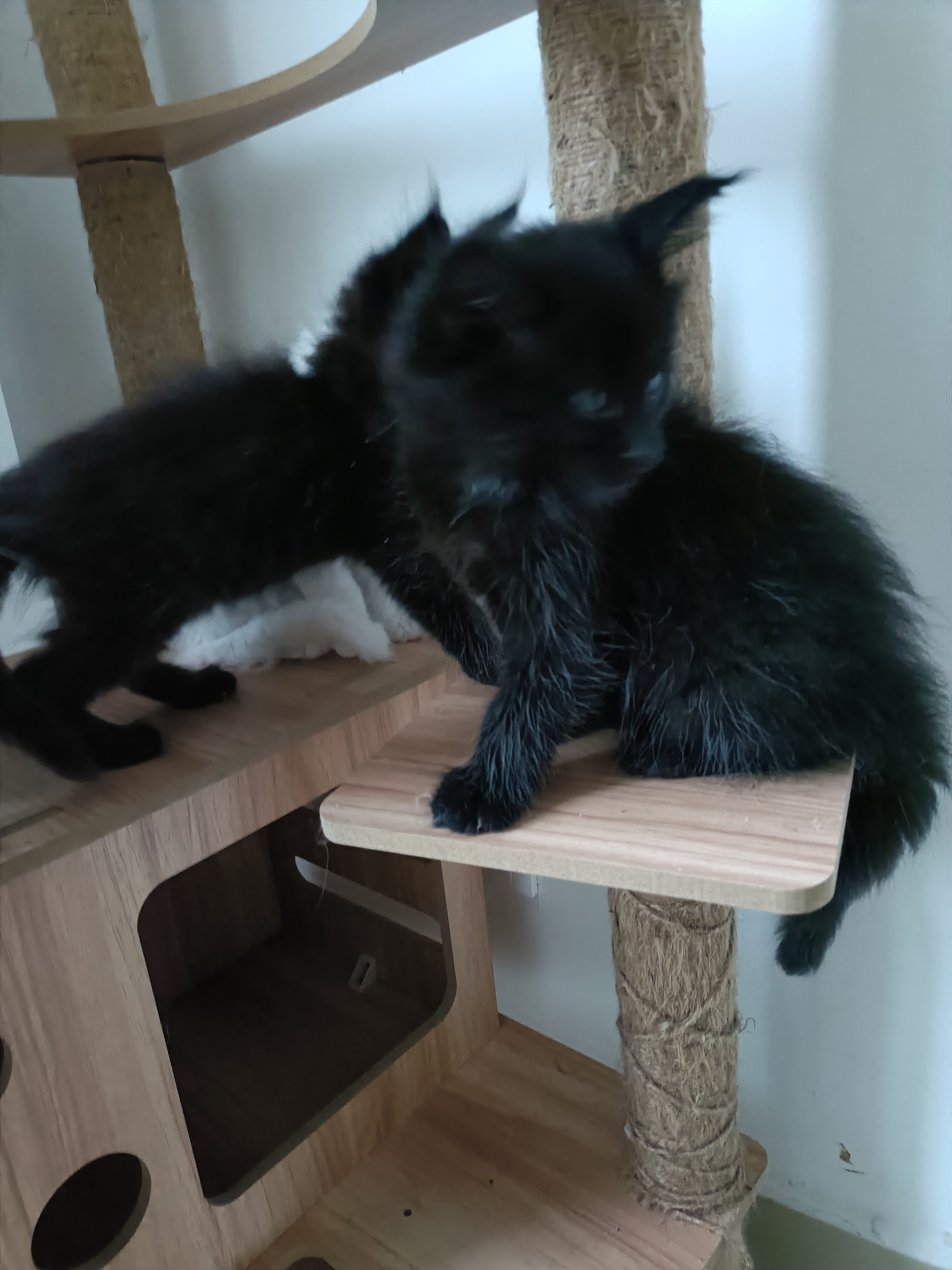 缅因猫